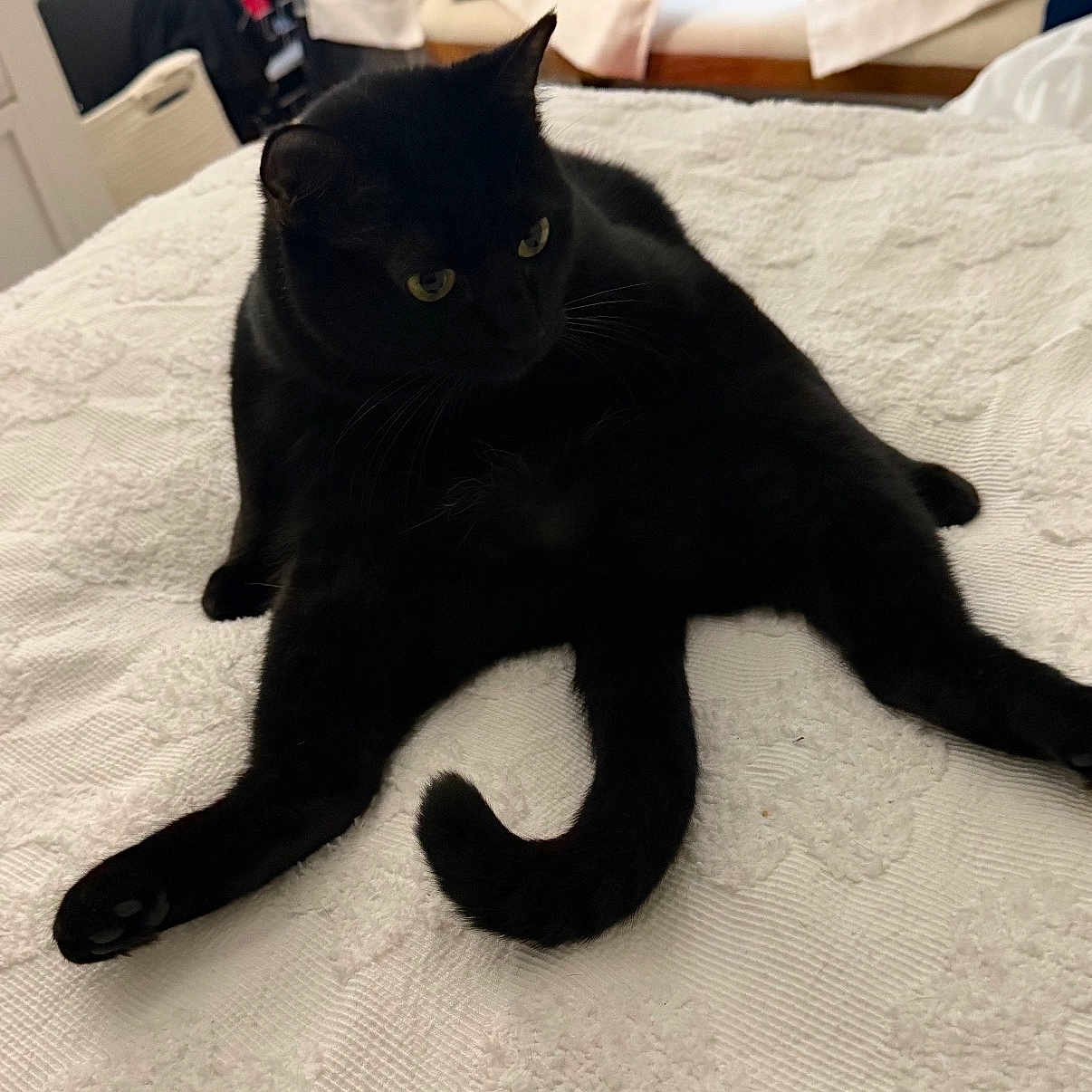Frankie Bean