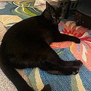 Bean joined the competition — help win amazing prizes! black_cat, cat, animal, pet, indoor, rug, floral_rug, floor, carpet, feline, relaxed, alert, whiskers, tail, ears, eyes, cozy, home, domestic_cat, laying_down