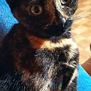 Câline a rejoint le concours — aidez-le/la à gagner de superbes lots ! cat, tortoiseshell_cat, pet, close_up, fur, whiskers, ears, eyes, animal, mammal, indoor, blue_surface, curious, feline, portrait, sitting, domestic_cat, cute, looking, young_cat