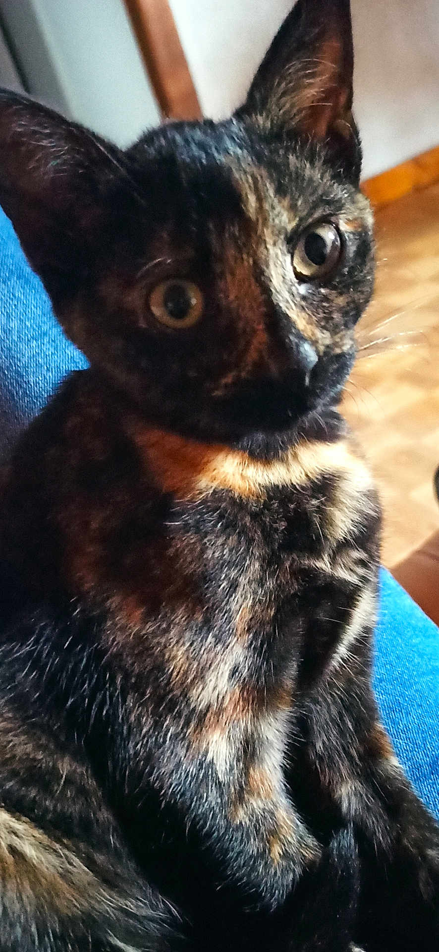 Câline a rejoint le concours — aidez-le/la à gagner de superbes lots ! cat, tortoiseshell_cat, pet, close_up, fur, whiskers, ears, eyes, animal, mammal, indoor, blue_surface, curious, feline, portrait, sitting, domestic_cat, cute, looking, young_cat