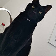 Naloo a rejoint le concours — aidez-le/la à gagner de superbes lots ! black_cat, cat, pet, animal, feline, indoor, curious, yellow_eyes, whiskers, fur, portrait, domestic_cat, looking_up, minimalist, white_wall, bottle, red_cap, ears, close_up, sitting