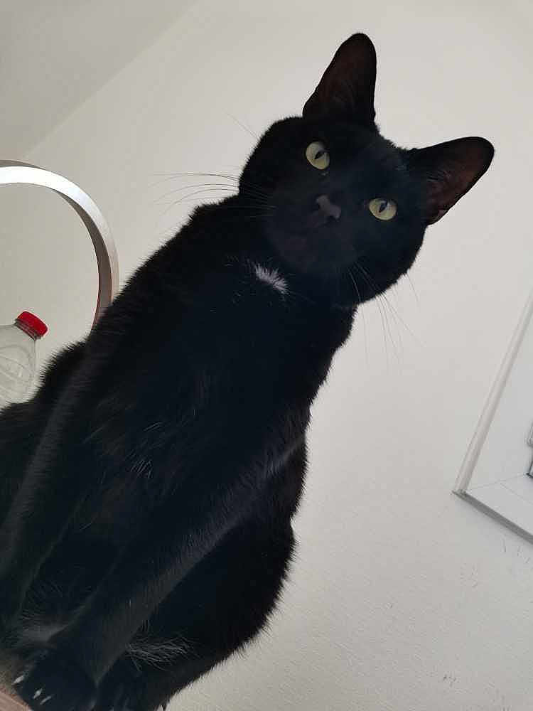 Naloo a rejoint le concours — aidez-le/la à gagner de superbes lots ! black_cat, cat, pet, animal, feline, indoor, curious, yellow_eyes, whiskers, fur, portrait, domestic_cat, looking_up, minimalist, white_wall, bottle, red_cap, ears, close_up, sitting