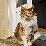 Kiki a rejoint le concours — aidez-le/la à gagner de superbes lots ! cat, calico_cat, flower, doorstep, sunlight, outdoor, pet, animal, feline, relaxed, sitting, closed_eyes, fur, whiskers, house, door, shadow, nature, daylight, peaceful