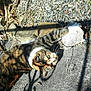Kiki participe au concours pour gagner de l'argent avec cette photo : carnivore, cat, european_shorthair, eye, felidae, fur, kitten, leaf, plant, rock, sand, shadow, small_to_medium_sized_cats, sunlight, tabby_cat, tree, whiskers, wild_cat, wildlife, wood