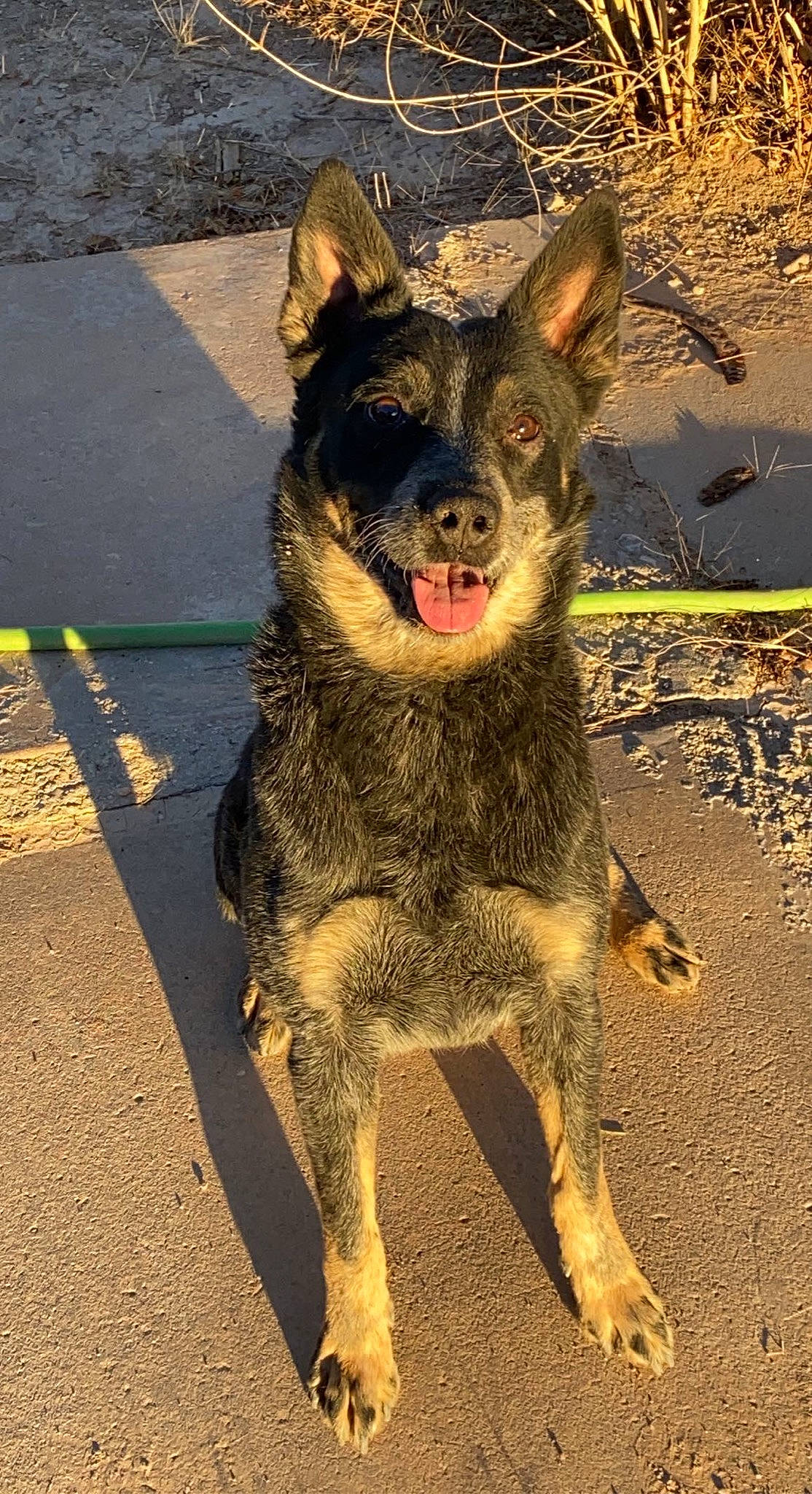 Atlas is registered to the contest to win money with this photo: australian_cattle_dog, australian_stumpy_tail_cattle_dog, canidae, carnivore, companion_dog, dog, dog_breed, fawn, fur, herding_dog, paw, road_surface, snout, sporting_group, street_dog, terrestrial_animal, texas_heeler, whiskers, working_animal, working_dog