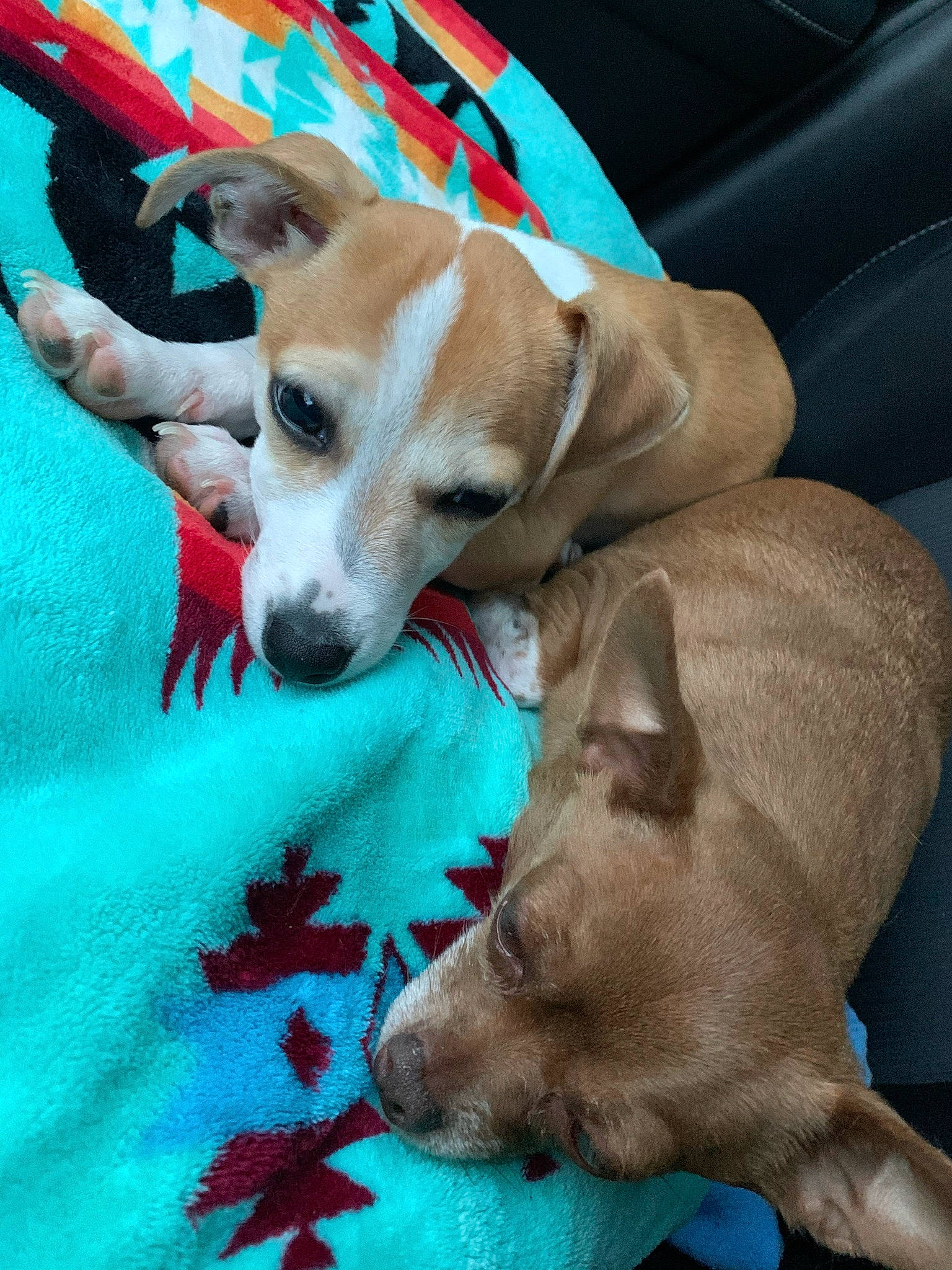 Tippy joined the competition — help win amazing prizes! canidae, carnivore, collar, comfort, companion_dog, dog, dog_breed, dog_supply, fawn, non_sporting_group, paw, snout, sporting_group, working_animal