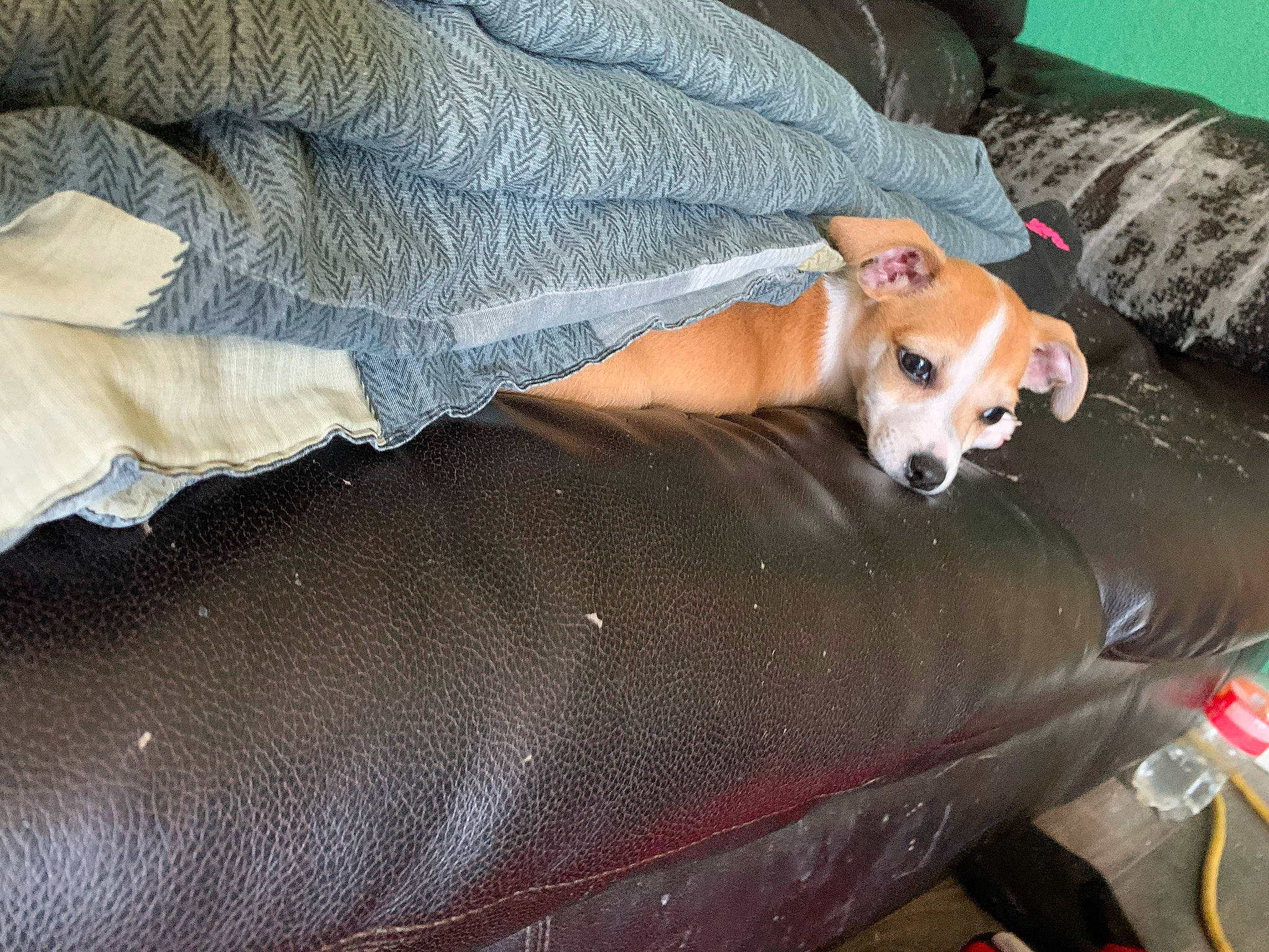 Tippy is registered to the contest to win money with this photo: bed, canidae, carnivore, chihuahua, comfort, companion_dog, couch, dog, dog_breed, dog_supply, fawn, human_leg, lap, linens, pomeranian, spitz, sporting_group, thigh, toy_dog, working_animal