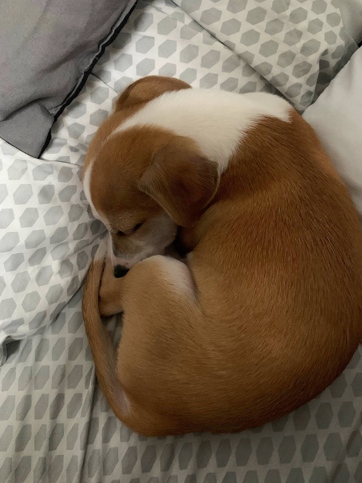 Tippy joined the competition — help win amazing prizes! canidae, carnivore, comfort, companion_dog, dog, dog_bed, dog_breed, dog_supply, fawn, linens, liver, nap, non_sporting_group, pet_supply, sporting_group, tail, working_animal