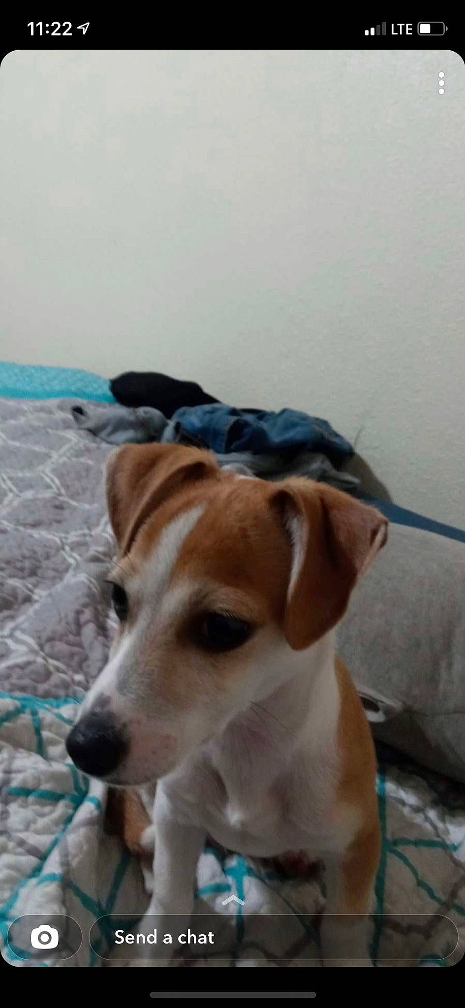 Tippy is registered to the contest to win money with this photo: beach, canidae, carnivore, collar, companion_dog, dog, dog_breed, dog_collar, fawn, hunting_dog, non_sporting_group, pet_supply, sand, sky, snout, sporting_group, whiskers, working_animal, working_dog