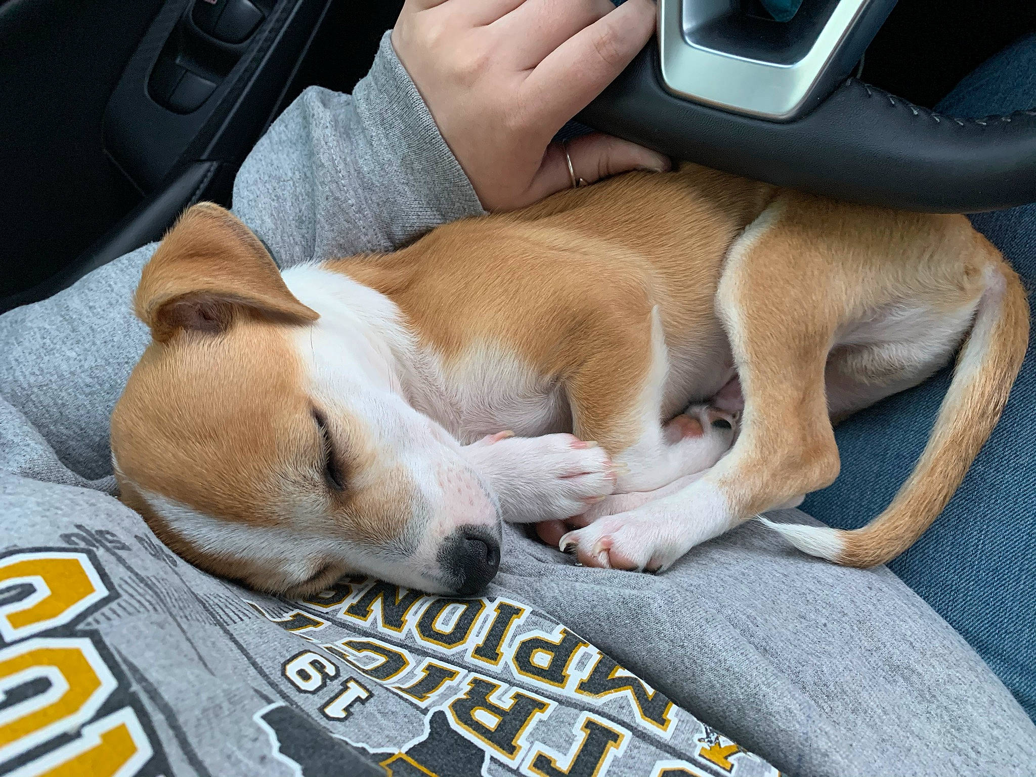 Tippy joined the competition — help win amazing prizes! canidae, car, car_seat, carnivore, comfort, companion_dog, dog, dog_breed, family_car, fawn, human_leg, nap, paw, personal_luxury_car, snout, sporting_group, steering_wheel, vehicle, vehicle_door, whiskers