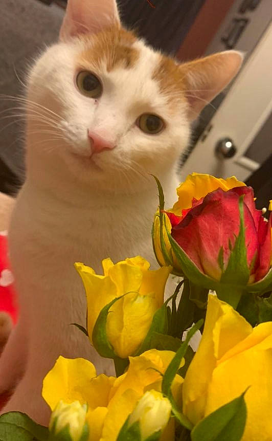 Bertie is registered to the contest to win money with this photo: artificial_flower, carnivore, cat, close_up, cut_flowers, domestic_short_haired_cat, fawn, felidae, flower, flower_arranging, flowering_plant, fur, paw, petal, plant, rose_family, small_to_medium_sized_cats, tail, whiskers, yellow
