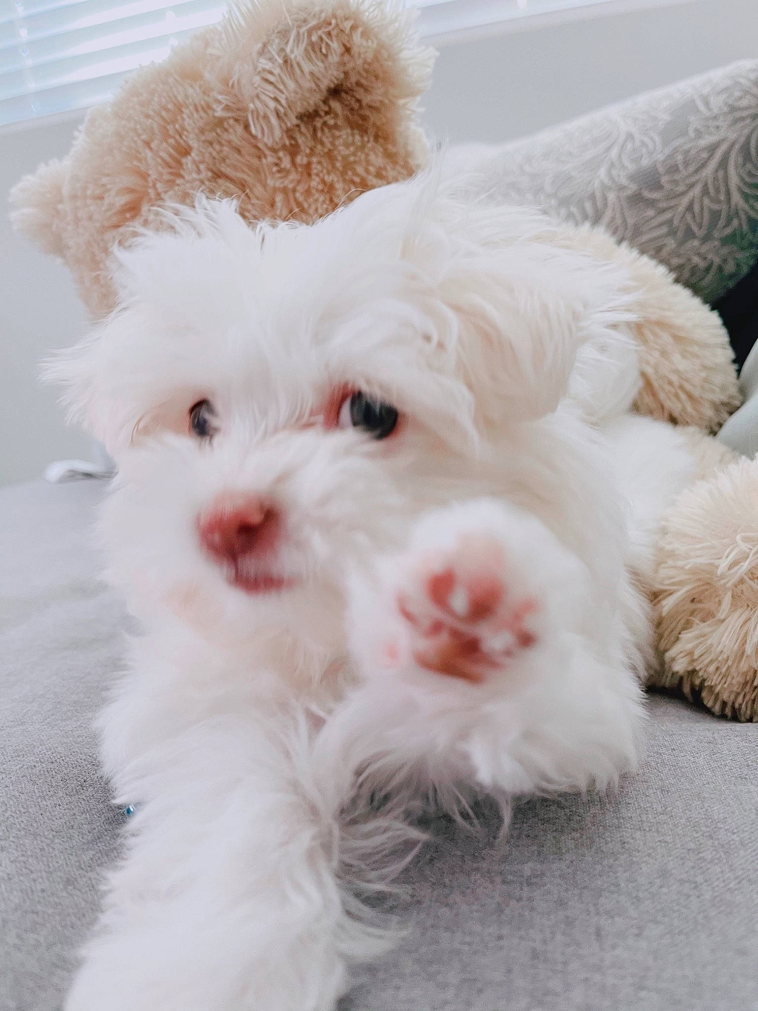 Nanee joined the competition — help win amazing prizes! canidae, carnivore, companion_dog, dog, dog_breed, fur, non_sporting_group, poodle, poodle_crossbreed, puppy, small_terrier, snout, stuffed_toy, terrier, toy, toy_dog, vertebrate, water_dog, working_animal, working_dog