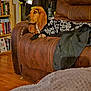 dog, blanket, leather_chair, indoor, bookshelf, wood_floor, jacket, coat, furniture, pet, brown_dog, relaxed, home, living_room, resting, fur, comfort, seat, domestic, canine