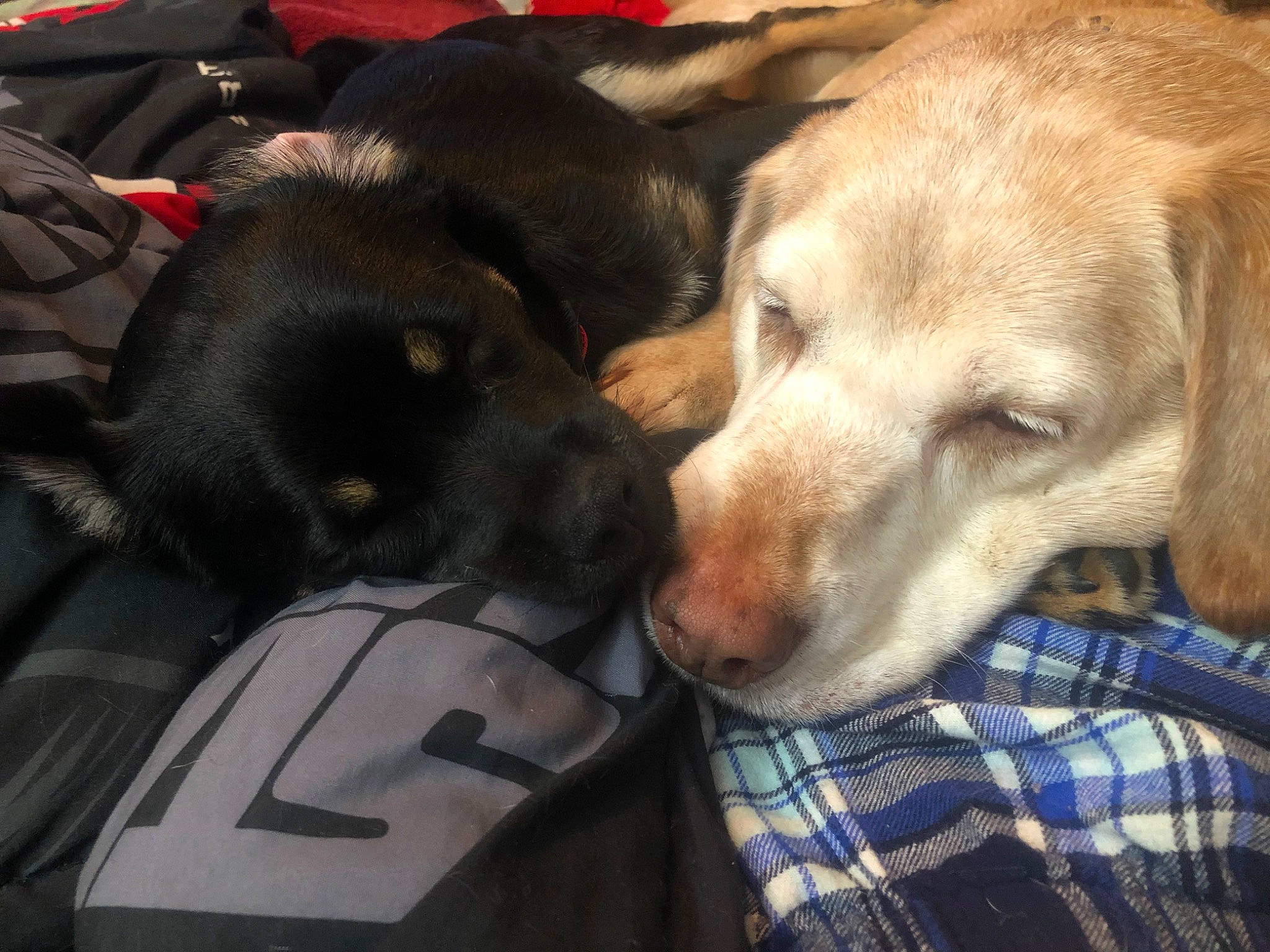 Asher joined the competition — help win amazing prizes! beagador, canidae, carnivore, companion_dog, dog, dog_breed, labrador_retriever, puppy, puppy_love, retriever, snout, sporting_group