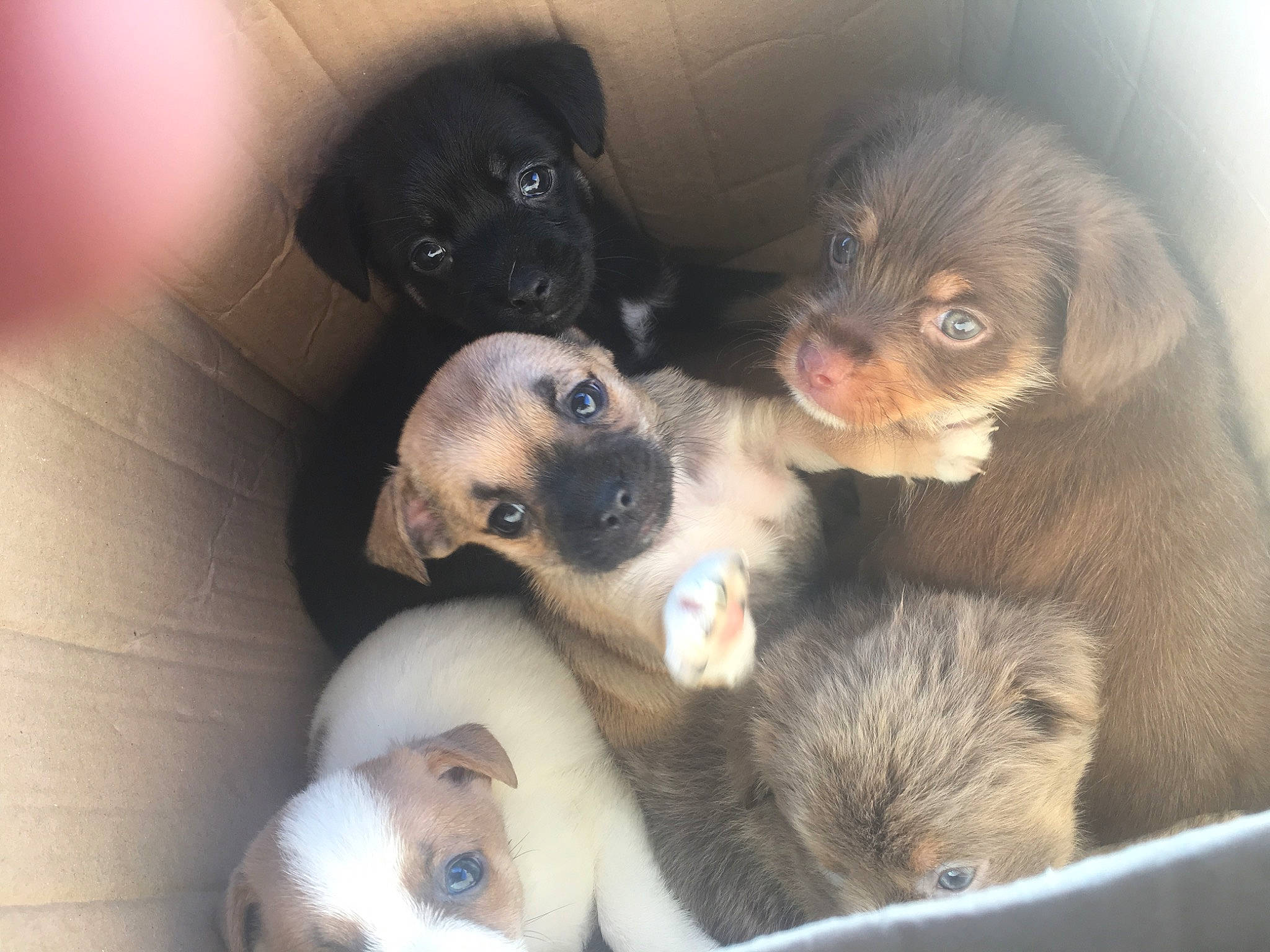 Asher joined the competition — help win amazing prizes! canidae, carnivore, companion_dog, dog, dog_breed, fawn, mammal, nose, puppy, puppy_love, snout, sporting_group, vertebrate