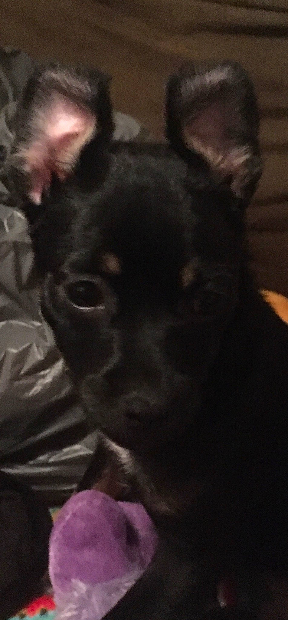 Asher is registered to the contest to win money with this photo: canidae, carnivore, chihuahua, companion_dog, dog, dog_breed, ear, english_toy_terrier, mammal, miniature_pinscher, non_sporting_group, prazsky_krysarik, puppy, snout, toy_dog, vertebrate