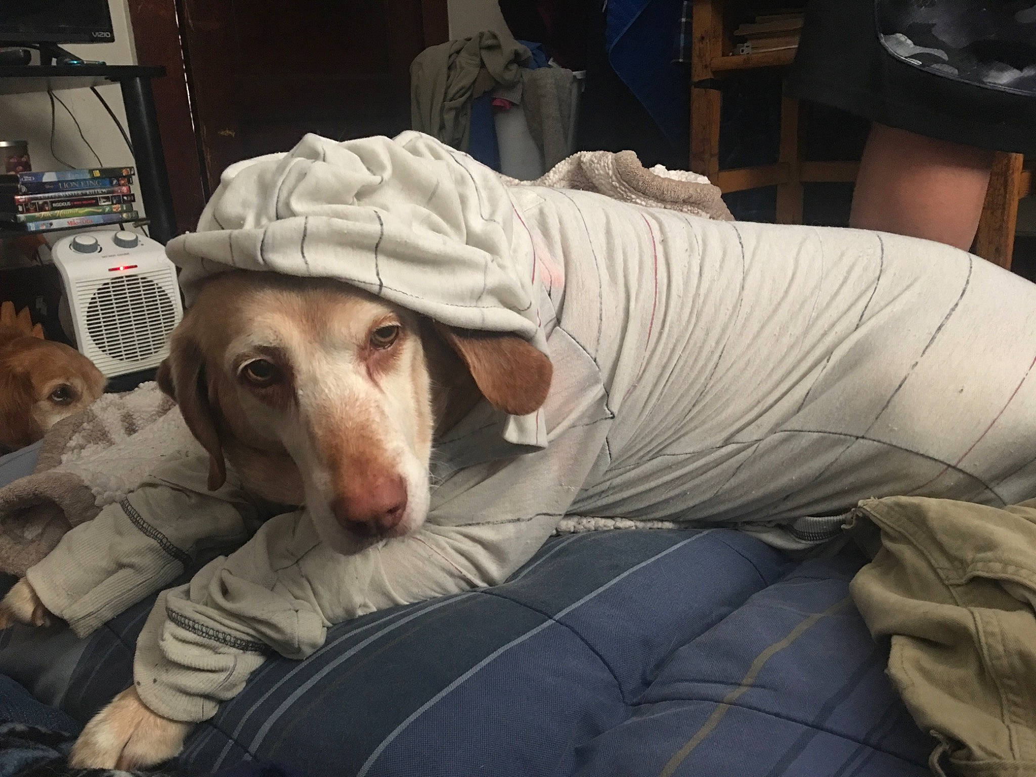 Bailey is registered to the contest to win money with this photo: canidae, carnivore, companion_dog, dog, dog_breed, hunting_dog, ibizan_hound, lurcher, pointer, snout, sporting_group, weimaraner, whippet