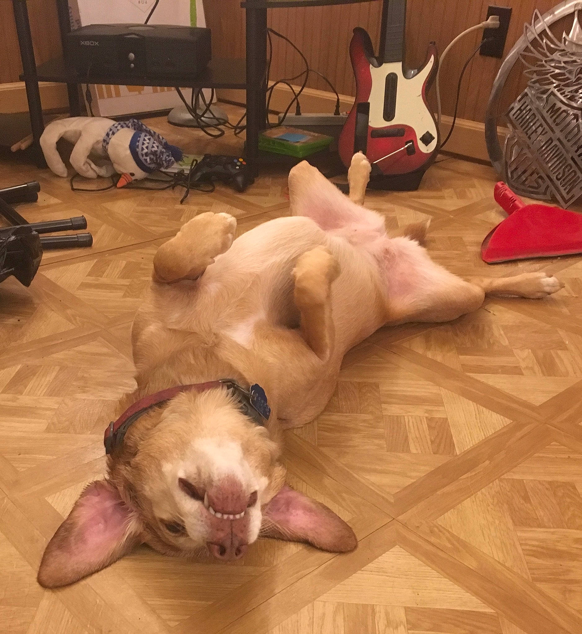 Bailey joined the competition — help win amazing prizes! american_bulldog, canidae, carnivore, cat, dog, dog_breed, fawn, felidae, floor, flooring, french_bulldog, fur, hardwood, nap, non_sporting_group, paw, puppy, small_to_medium_sized_cats, sphynx, tail