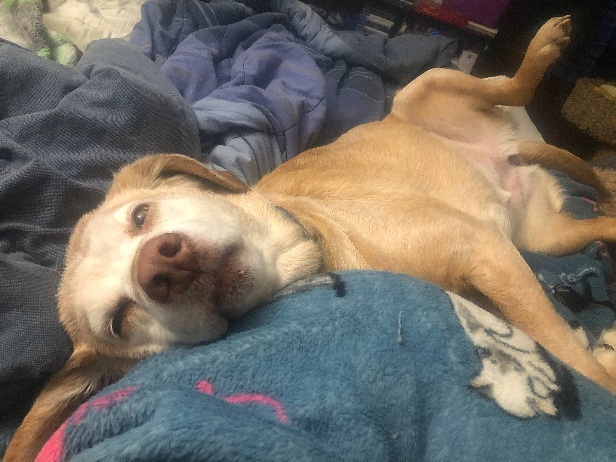 Bailey is registered to the contest to win money with this photo: canidae, carnivore, dog, dog_breed, fawn, feist, hunting_dog, labrador_retriever, lurcher, mammal, mountain_cur, nap, puppy, puppy_love, retriever, snout, sporting_group, street_dog