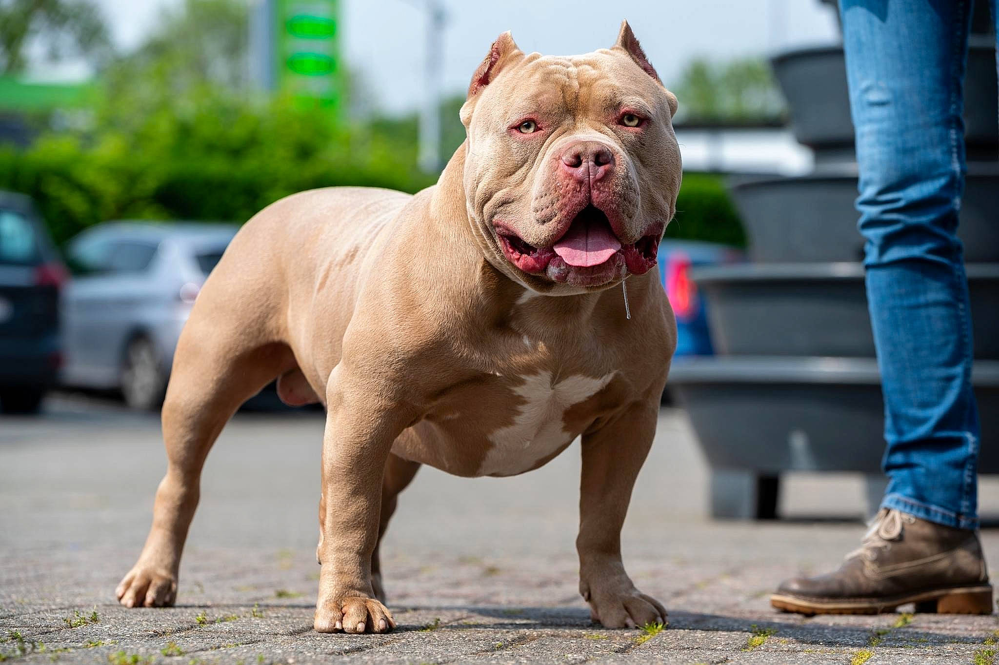 Rolex participe au concours pour gagner de l'argent avec cette photo : bulldog, canidae, carnivore, companion_dog, dog, dog_breed, dog_collar, fawn, flooring, non_sporting_group, peach, sky, snout, sporting_group, terrestrial_animal, tire, vehicle, wheel, working_animal, wrinkle