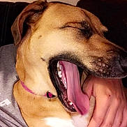 Haley joined the competition — help win amazing prizes! dog, yawning, pet, collar, indoor, person, hand, closeup, snuggling, brown_dog, canine, relaxed, comfort, couch, resting, domestic_animal, cute, animal, friendship, companion
