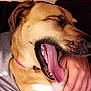 dog, yawning, pet, collar, indoor, person, hand, closeup, snuggling, brown_dog, canine, relaxed, comfort, couch, resting, domestic_animal, cute, animal, friendship, companion
