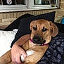 Haley is registered to the contest to win money with this photo: dog, tan_dog, collar, person, arm, couch, pillow, window, brick_wall, indoor, pet, relaxed, resting, comfort, home, furniture, living_room, close_up, domestic_animal, canine