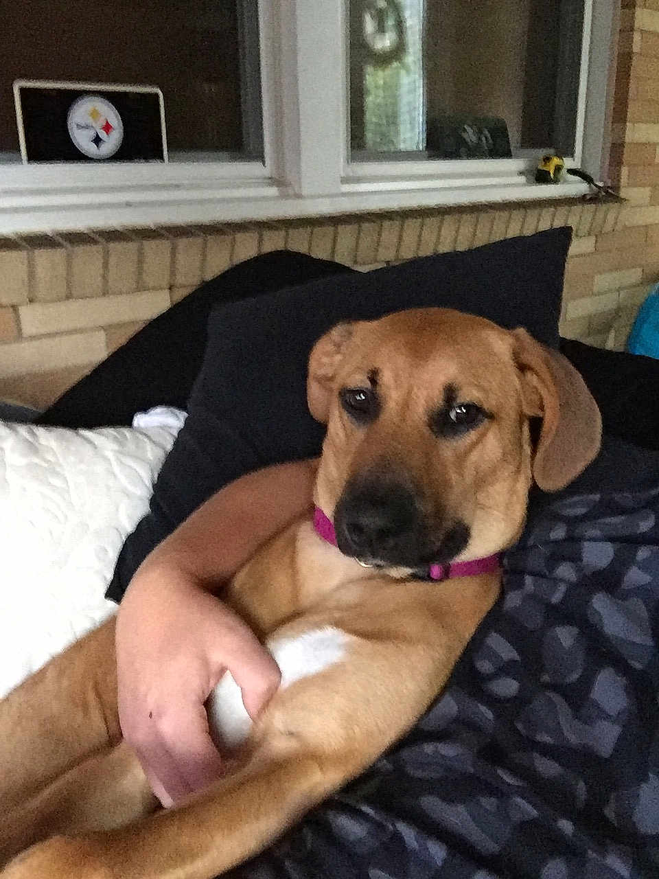 Haley is registered to the contest to win money with this photo: dog, tan_dog, collar, person, arm, couch, pillow, window, brick_wall, indoor, pet, relaxed, resting, comfort, home, furniture, living_room, close_up, domestic_animal, canine