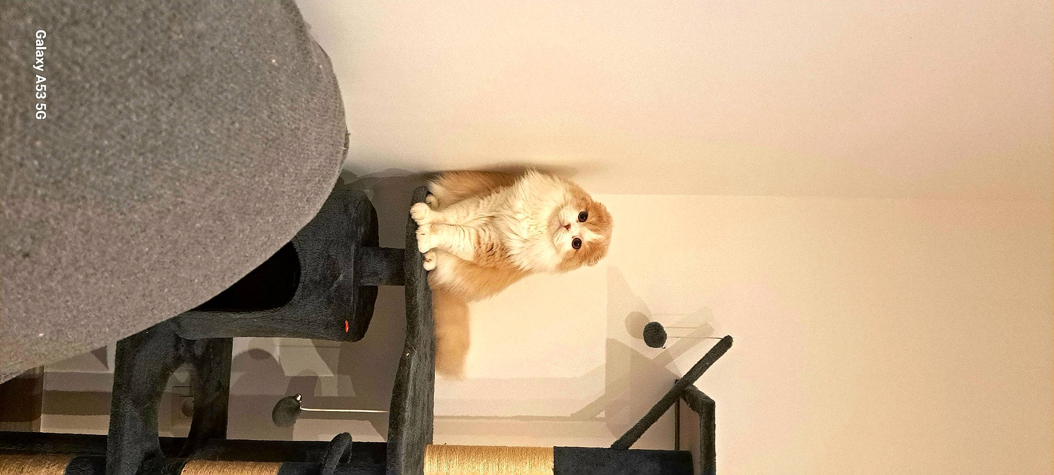 Texas participe au concours pour gagner de l'argent avec cette photo : canidae, carnivore, companion_dog, corgi_chihuahua, dog_breed, fawn, felidae, fur, hardwood, paw, plywood, room, small_to_medium_sized_cats, sporting_group, stuffed_toy, table, tail, toy_dog, whiskers, wood