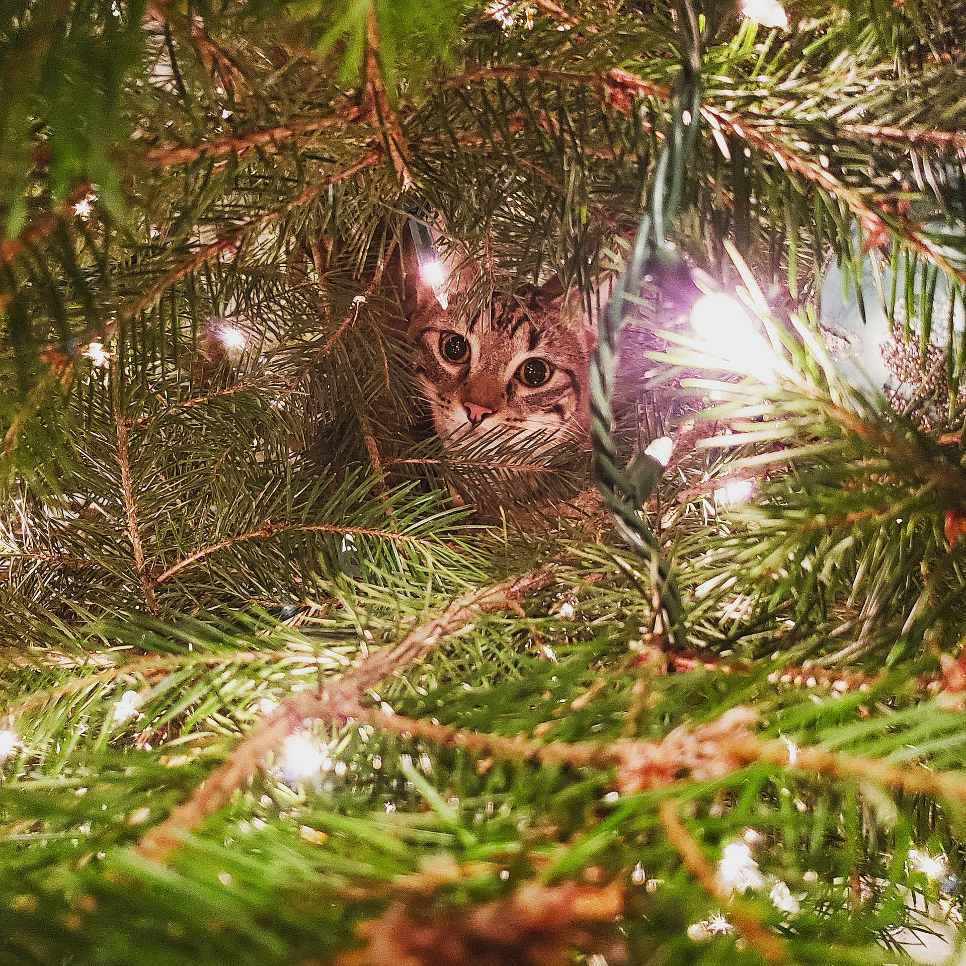 Slate is registered to the contest to win money with this photo: beak, bird, bird_nest, branch, evergreen, fauna, fir, grass, nest, pine_family, plant, spruce, tree, wildlife
