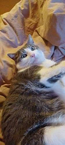 Mistigri participe au concours pour gagner de l'argent avec cette photo : carnivore, cat, domestic_short_haired_cat, fawn, felidae, fur, paw, small_to_medium_sized_cats, snout, tail, terrestrial_animal, whiskers, wildlife