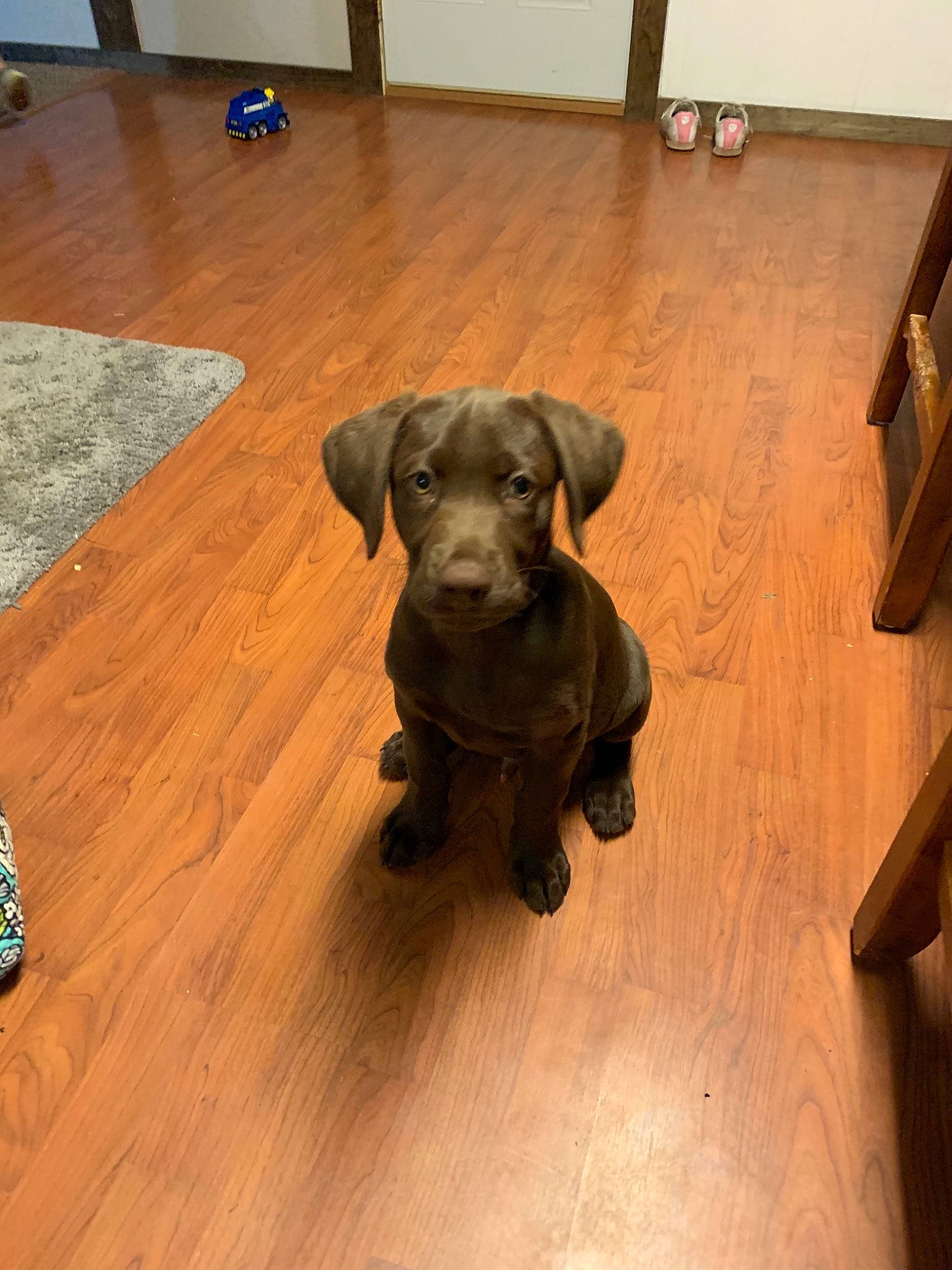 Charlie Marley joined the competition — help win amazing prizes! beagador, canidae, carnivore, companion_dog, dog, dog_breed, fawn, floor, flooring, hardwood, labrador_retriever, liver, mammal, patterdale_terrier, puppy, snout, sporting_group, tile, weimaraner, wood