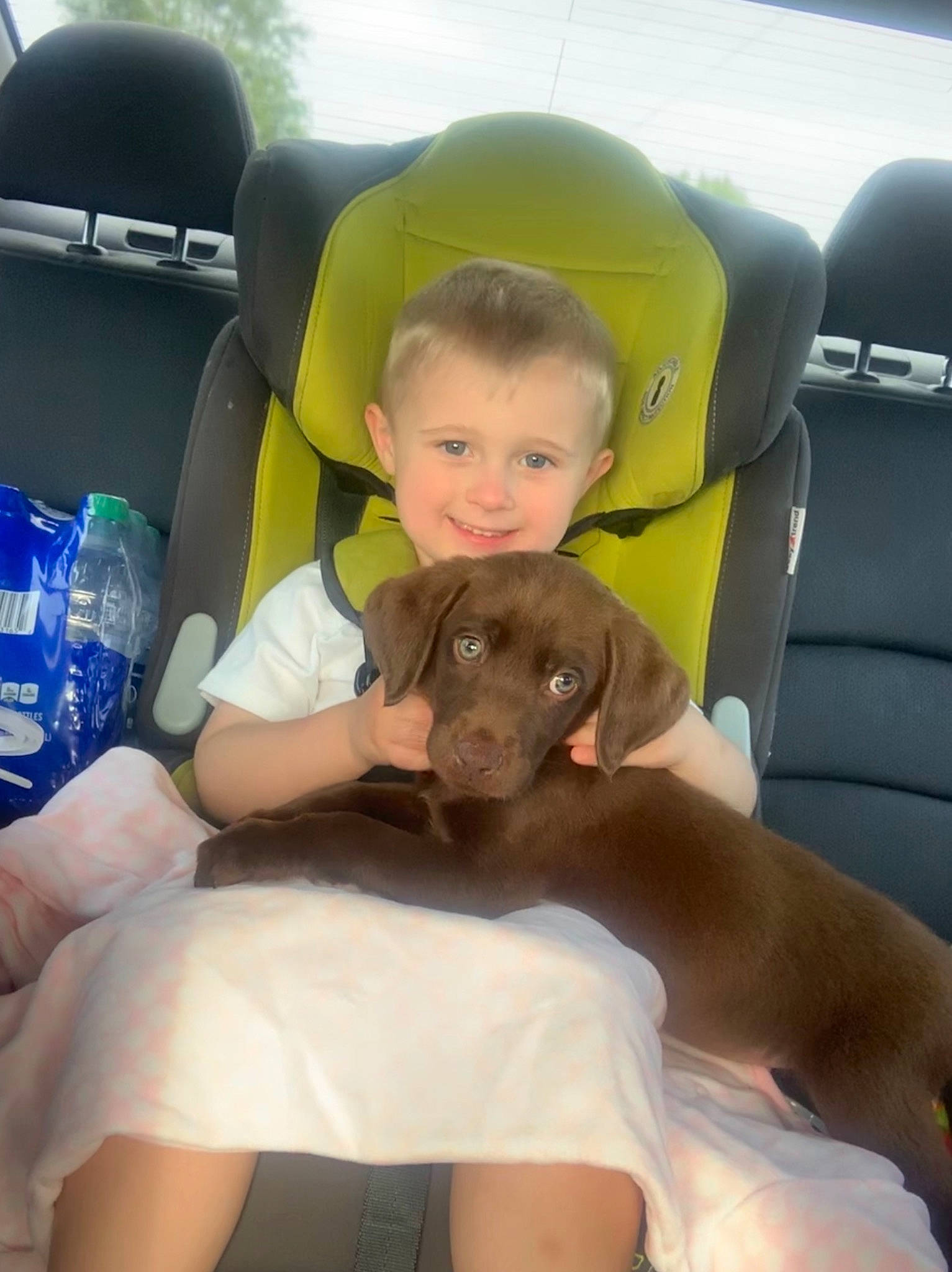 Charlie Marley is registered to the contest to win money with this photo: canidae, car, car_seat, carnivore, child, companion_dog, dog, dog_breed, fawn, labrador_retriever, pointing_breed, puppy, retriever, sporting_group, weimaraner