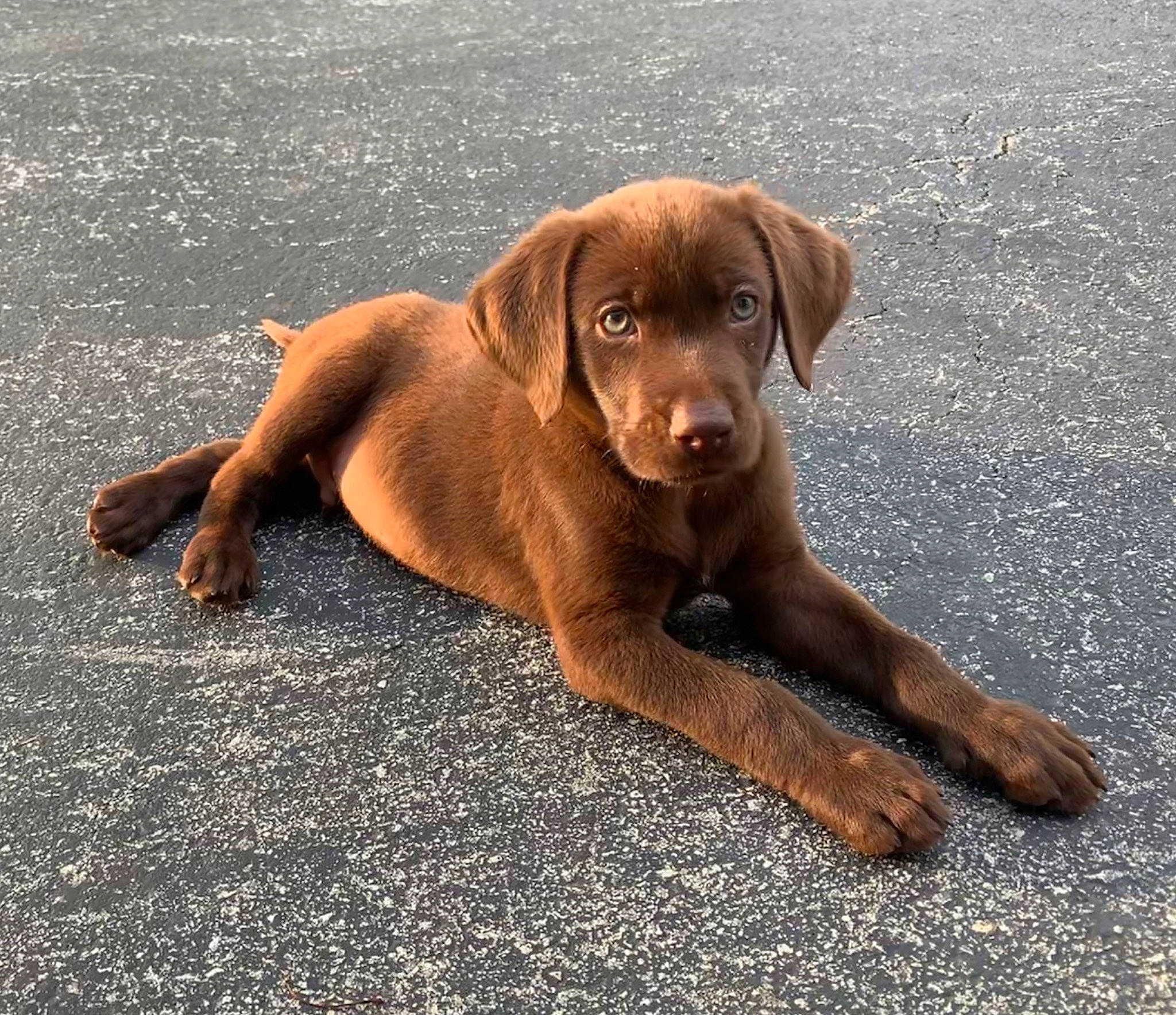 Charlie Marley is registered to the contest to win money with this photo: beagador, canidae, carnivore, companion_dog, dog, dog_breed, fawn, hunting_dog, labrador_retriever, liver, mammal, pointing_breed, puppy, retriever, sporting_group, vertebrate, vizsla, wirehaired_vizsla