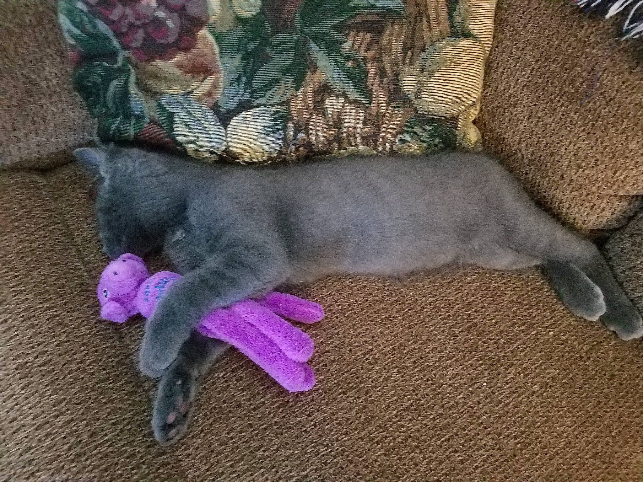 Mischief is registered to the contest to win money with this photo: british_shorthair, canidae, carnivore, cat, chartreux, dog_breed, fawn, felidae, kitten, korat, mammal, puppy, russian_blue, small_to_medium_sized_cats, tail, weimaraner