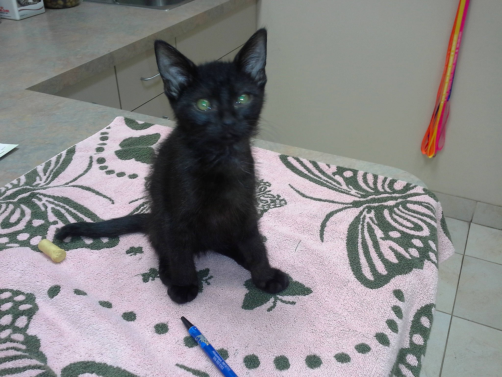 Blue joined the competition — help win amazing prizes! asian, black, black_cat, bombay, carnivore, cat, domestic_short_haired_cat, european_shorthair, felidae, german_rex, havana_brown, kitten, korat, mammal, ojos_azules, russian_blue, small_to_medium_sized_cats, tail, vertebrate, whiskers