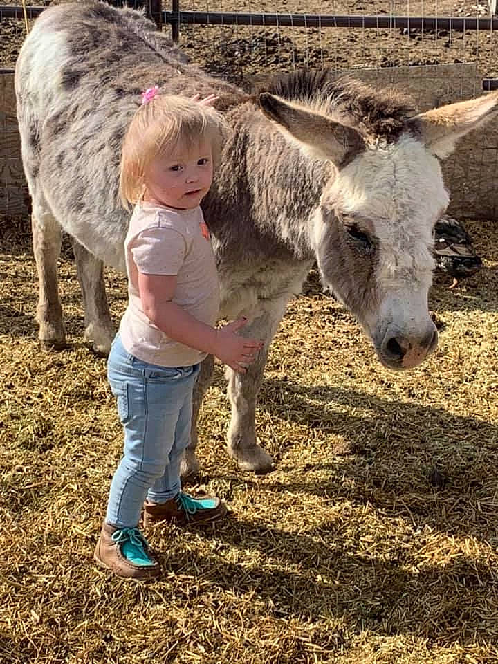 Raeleigh joined the competition — help win amazing prizes! adaptation, burro, fawn, fur, interaction, livestock, mammal, pack_animal, person, snout, terrestrial_animal, vertebrate, working_animal, zoo