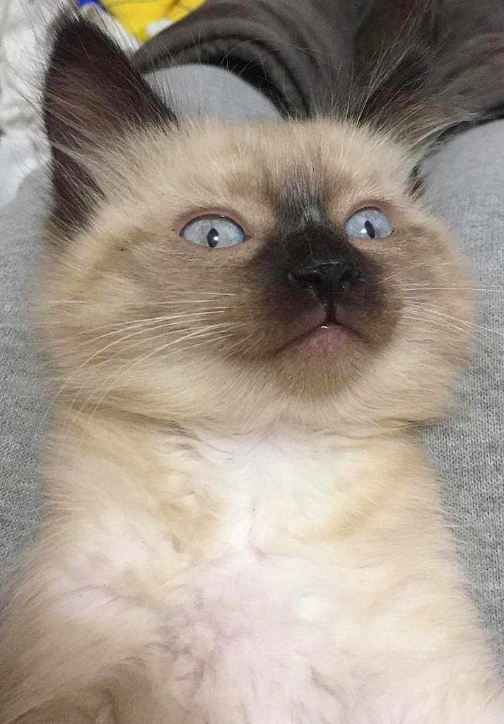 Sofia joined the competition — help win amazing prizes! cat, kitten, siamese, blue_eyes, fluffy, close_up, pet, animal, fur, whiskers, cute, lying_down, indoor, soft_texture, portrait, face, nose, ears, young, alert