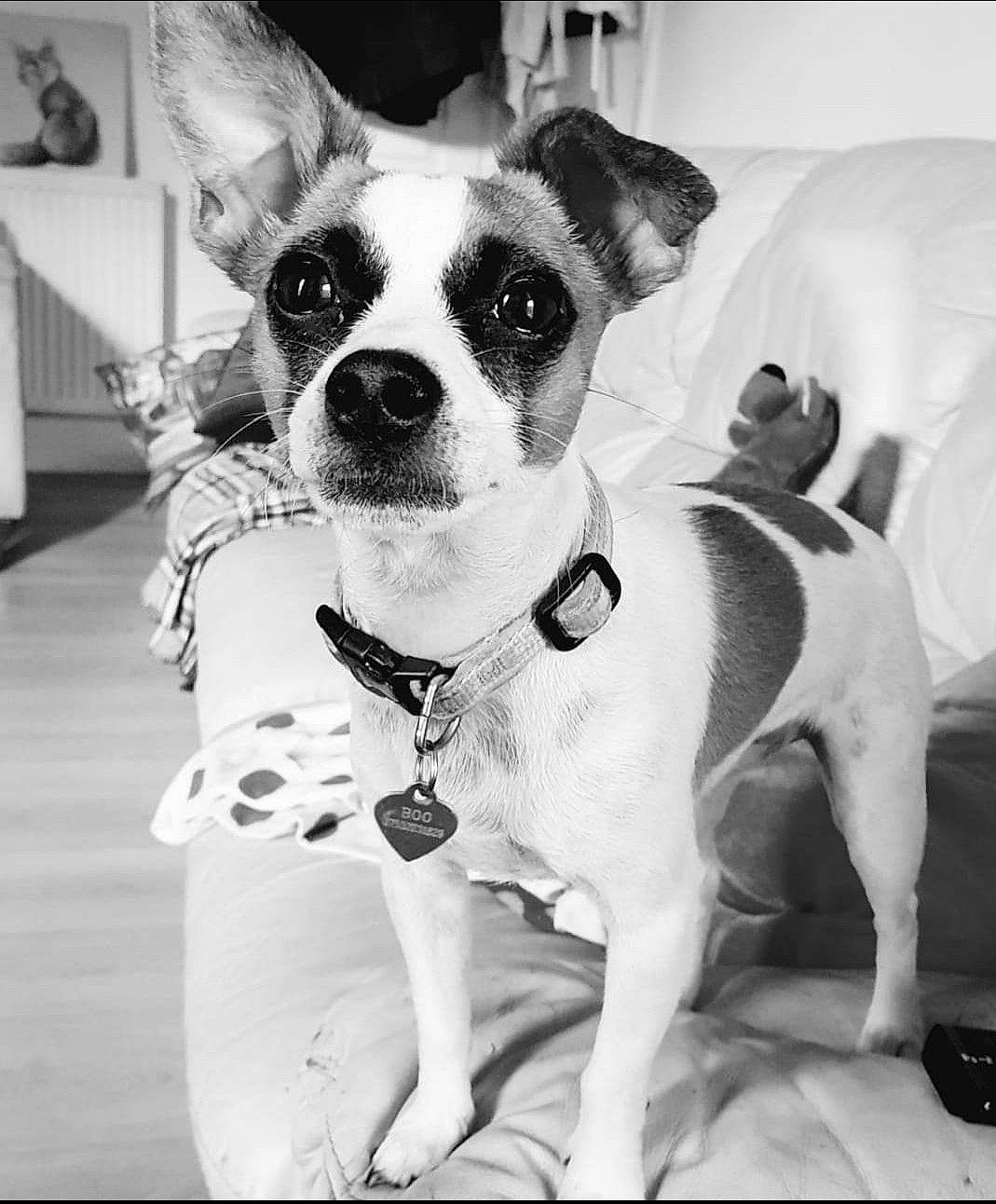 Boo joined the competition — help win amazing prizes! black, black_and_white, carnivore, collar, companion_dog, dog, dog_breed, dog_collar, dog_supply, eyewear, fawn, monochrome, monochrome_photography, snout, sporting_group, style, sunglasses, toy_dog, whiskers, working_animal