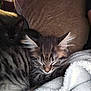 kitten, cat, sleeping, couch, blanket, cozy, furry, pet, indoor, resting, cute, domestic_animal, whiskers, fur, animal, relaxing, companion, soft, tabby, black_cat