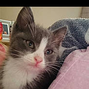 Storme joined the competition — help win amazing prizes! kitten, cat, gray, white, close_up, indoor, blanket, furry, pet, young, cozy, face, pink, soft_focus, curious, whiskers, ears, fur, animal, domestic