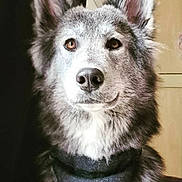 Lucy is registered to the contest to win money with this photo: dog, canine, pet, wolf_like, fur, ears, brown_eyes, bandana, indoor, portrait, animal, muzzle, looking_at_camera, furry, cute, domestic_animal, household, close_up, calm, sitting