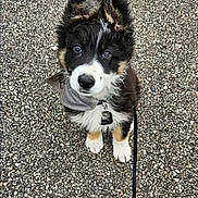 Bandit joined the competition — help win amazing prizes! puppy, dog, black_and_white, fur, ears, collar, leash, outdoor, gravel, pet, cute, animal, sitting, looking_up, young, adorable, canine, waiting, alert, small