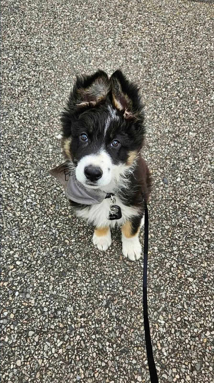 Bandit