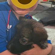 Nala joined the competition — help win amazing prizes! child, puppy, hugging, indoor, carpet, toy, blue_shirt, furry, cute, pet, young, cuddle, home, comfort, warm, animal, love, boy, soft, friendship