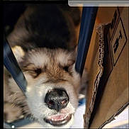 Wolf is registered to the contest to win money with this photo: dog, close_up, face, nose, metal_bars, cardboard_box, pet, animal, fur, cute, squished_face, teeth, mouth, indoor, playful, funny_expression, domestic_animal, canine, whiskers, snout