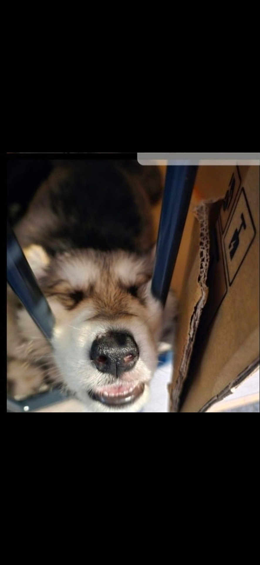 Wolf is registered to the contest to win money with this photo: dog, close_up, face, nose, metal_bars, cardboard_box, pet, animal, fur, cute, squished_face, teeth, mouth, indoor, playful, funny_expression, domestic_animal, canine, whiskers, snout