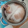 Seth participe au concours pour gagner de l'argent avec cette photo : cat, cozy, curled_up, cute, domestic_animal, feline, fur, indoor, kitten, metal_pot, nap, orange_and_white, peaceful, pet, pot, resting, sleeping, small_animal, table, wooden_cutting_board