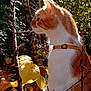 animal, autumn_leaves, branches, cat, close_up, collar, curious, daylight, feline, forest_floor, fur, leaf_litter, nature, orange_and_white_cat, outdoor, pet, profile, sunlight, whiskers, wildlife
