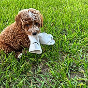 Mango is registered to the contest to win money with this photo: puppy, dog, curly_fur, brown_fur, white_markings, grass, outdoors, lawn, sock, toy, holding, sitting, cute, portrait, pet, animal, playful, greenery, daylight, closeup